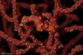  Two Pigmy seahorsesCanon 60d Macro Canon 100mmNauticam Housing 2x Inon z240  
